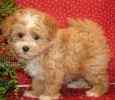 Maltipoo puppies for sale