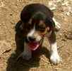 Beagle puppies for sale