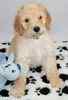 Standard Poodle puppies for sale