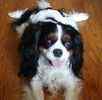 Cavalier King Charles Spaniel Stud Service