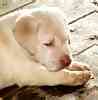 Labrador Retriever puppies for sale