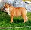 English Bulldog puppies for sale