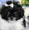 Peekapoo puppies for sale