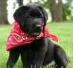 Labrador Retriever puppies for sale