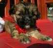Shorkie puppies for sale