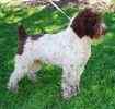 Standard Poodle puppies for sale