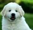 Great Pyrenees puppies for sale 