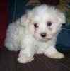 Maltese puppies for sale