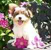 Biewer Yorkie puppies for sale