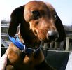 Miniature Dachshund puppies for sale