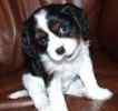 Cavalier King Charles Spaniel puppies for sale