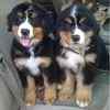 Bernese Mountain Dog puppies for sale