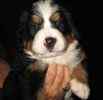 Bernese Mountain Dog puppies for sale