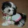 Shih Tzu puppies for sale