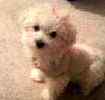 Maltipoo puppies for sale