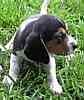 Beagle puppies for sale