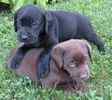 Labrador Retriever puppies for sale 