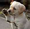 Lab puppies for sale