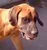 Mastiff stud services