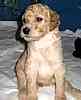 Standard Poodle puppies for sale