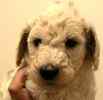 Standard Poodle puppies for sale 