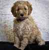 Standard Poodle puppies for sale 