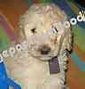 Standard Poodle puppies for sale
