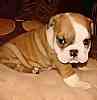 Bulldog puppies for sale