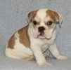 English Bulldog puppies for sale 