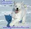 Goldendoodle puppies for sale 