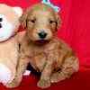Goldendoodle puppies for sale
