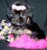 Shorkie puppies for sale 