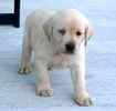 Labrador Retriever puppies for sale 