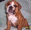 English Bulldog puppies for sale 