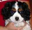 Cavalier King Charles Spaniel puppies for sale 