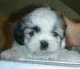Shih Tzu puppies for sale 
