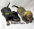 Miniature Dachshund puppies for sale