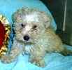 Maltepoo puppies for sale
