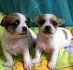 Chihuahua puppies for sale