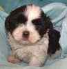 Shih Tzu puppies for sale 