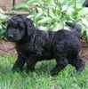 Goldendoodle puppies for sale 