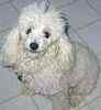 Toy Poodle puppies for sale