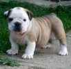 English Bulldog puppies for sale