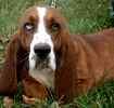 Basset Hound puppies for sale 