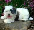 Malti-Tzu puppies for sale 