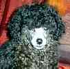 Toy Poodle puppies for sale