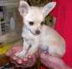 Chihuahua puppies for sale 