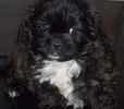 Peekapoo puppies for sale
