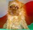 Brussels Griffon puppies for sale 
