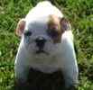 English Bulldog puppies for sale          